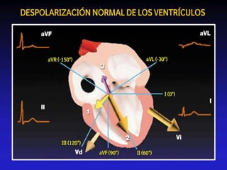 Despolarización Ventricular Normal1° Vector:Derecha - Adelante - Arriba/Abajo2° Vector:Adelante - Abajo3° Vector:Izquierda – Atras – Arriba/Abajo4° Vector:Derecha – Atras – Arriba/Abajo