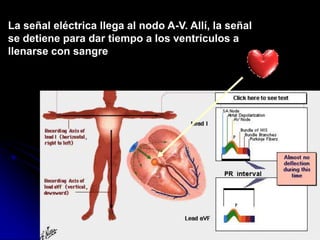 Secuencia Normal de Despolarización y Repolarización ATRIAL 
