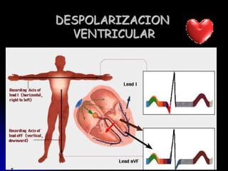 La señal eléctrica llega al nodo A-V. Allí, la señal se detiene para dar tiempo a los ventrículos a llenarse con sangre