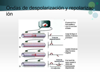 Ondas de despolarización y repolarizac
ión
 