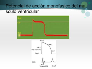 Potencial de acción monofasico del mu
sculo ventricular
 