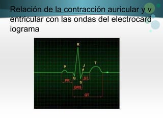 Relación de la contracción auricular y v
entricular con las ondas del electrocard
iograma
 