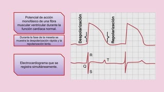 Electrocardiograma normal
