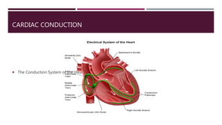 CARDIAC CONDUCTION
 The Conduction System of the Heart
 