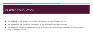 CARDIAC CONDUCTION
 The SA Node is the primary pacemaker for the heart at 60-100 beats/minute
 The AV Node is the “back-up” pacemaker of the heart at 40-60 beats/ minute.
 The Ventricles (bundle branches & Purkinje fibers) are the last resort and maintain an intrinsic rate of
only 20-40 beats/minute
 