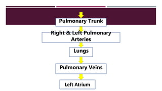 Pulmonary Trunk
Right & Left Pulmonary
Arteries
Lungs
Left Atrium
Pulmonary Veins
 