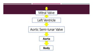 Mitral Valve
Left Ventricle
Aortic Semi-lunar Valve
Aorta
Body
 