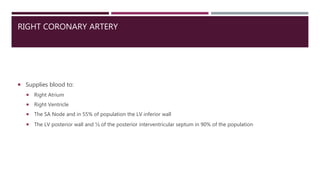 RIGHT CORONARY ARTERY
 Supplies blood to:
 Right Atrium
 Right Ventricle
 The SA Node and in 55% of population the LV inferior wall
 The LV posterior wall and ⅓ of the posterior interventricular septum in 90% of the population
 