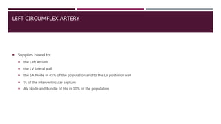 LEFT CIRCUMFLEX ARTERY
 Supplies blood to:
 the Left Atrium
 the LV lateral wall
 the SA Node in 45% of the population and to the LV posterior wall
 ⅓ of the interventricular septum
 AV Node and Bundle of His in 10% of the population
 