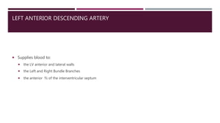 LEFT ANTERIOR DESCENDING ARTERY
 Supplies blood to:
 the LV anterior and lateral walls
 the Left and Right Bundle Branches
 the anterior ⅔ of the interventricular septum
 