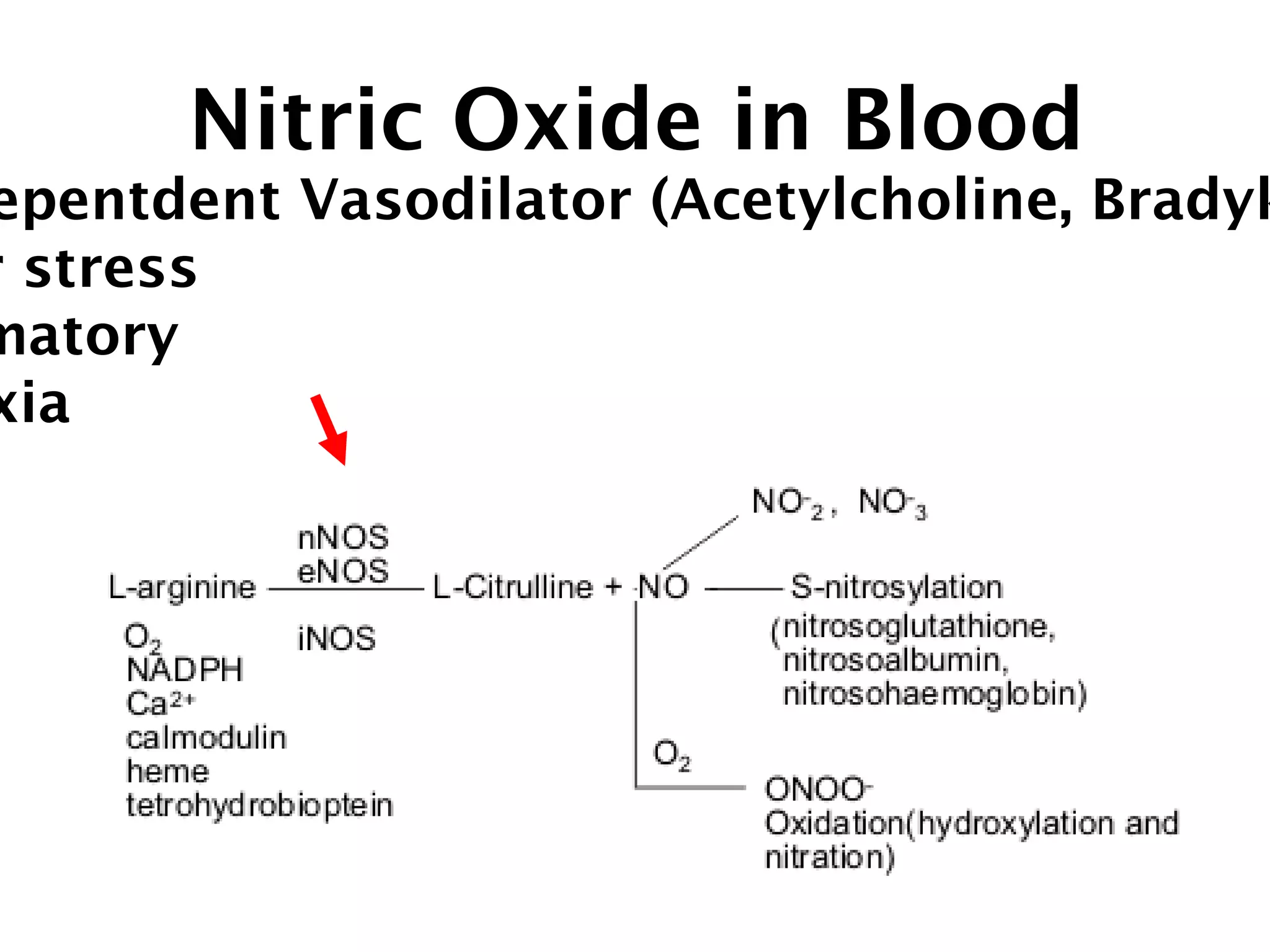 Nitric Oxide in Blood
epentdent Vasodilator (Acetylcholine, Bradyk
r stress
matory
xia
 