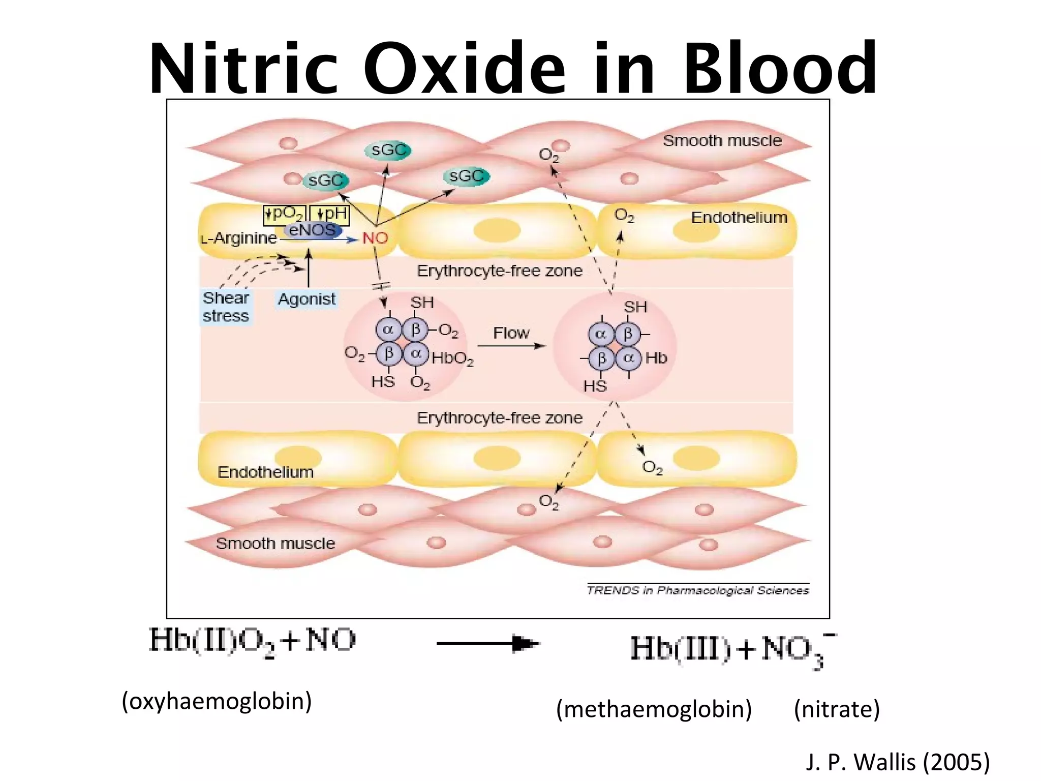 Nitric Oxide in Blood
(oxyhaemoglobin) (methaemoglobin) (nitrate)
J. P. Wallis (2005)
 