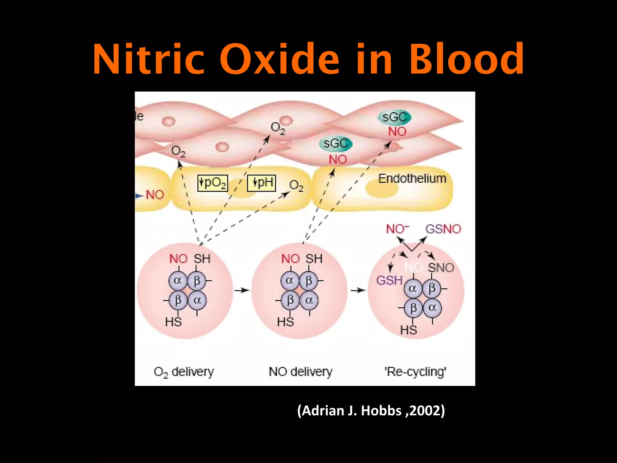 (Adrian J. Hobbs ,2002)
Nitric Oxide in Blood
 