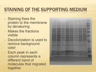STAINING OF THE SUPPORTING MEDIUM
   Staining fixes the
    protein to the membrane
    by denaturing
   Makes the fractions
    visible
   Decolorization is used to
    remove background
    color
   Each peak in each
    column represents a
    different band of
    molecules that migrated
    together
 