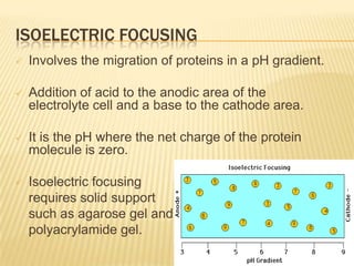 ISOELECTRIC FOCUSING
   Involves the migration of proteins in a pH gradient.

   Addition of acid to the anodic area of the
    electrolyte cell and a base to the cathode area.

   It is the pH where the net charge of the protein
    molecule is zero.

   Isoelectric focusing
    requires solid support
    such as agarose gel and
    polyacrylamide gel.
 