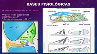 Cleograph Electrocochleography: Clinical Applications and Diagnostic Techniques ...