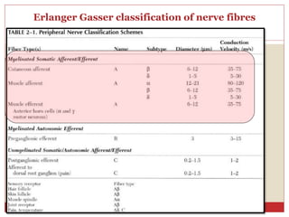 Erlanger Gasser classification of nerve fibres
 