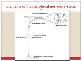 Elements of the peripheral nervous system.
 