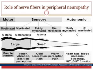 Role of nerve fibers in peripheral neuropathy
 