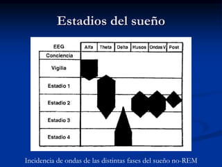 Estadios del sueño
Incidencia de ondas de las distintas fases del sueño no-REM
 