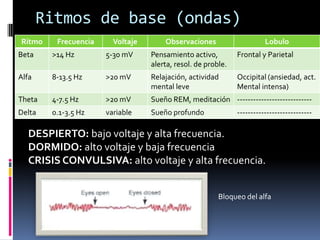Ritmos de base (ondas)
Ritmo    Frecuencia     Voltaje       Observaciones                     Lobulo
Beta    >14 Hz        5-30 mV     Pensamiento activo,         Frontal y Parietal
                                  alerta, resol. de proble.
Alfa    8-13.5 Hz     >20 mV      Relajación, actividad       Occipital (ansiedad, act.
                                  mental leve                 Mental intensa)
Theta   4-7.5 Hz      >20 mV      Sueño REM, meditación ----------------------------
Delta   0.1-3.5 Hz    variable    Sueño profundo              ----------------------------

  DESPIERTO: bajo voltaje y alta frecuencia.
  DORMIDO: alto voltaje y baja frecuencia
  CRISIS CONVULSIVA: alto voltaje y alta frecuencia.


                                                        Bloqueo del alfa
 