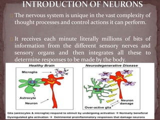 The nervous system is unique in the vast complexity of
thought processes and control actions it can perform.
It receives each minute literally millions of bits of
information from the different sensory nerves and
sensory organs and then integrates all these to
determine responses to be made by the body.
 