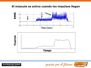 El músculo se activa cuando los impulsos llegan 