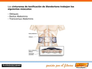 Los  cinturones de tonificación de Slendertone trabajan los siguientes músculos: - Obliques - Rectus Abdominis - Transversus Abdominis 