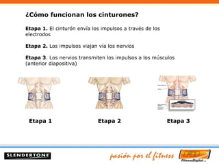 ¿Cómo funcionan los cinturones? Etapa 1.  El cinturón envía los impulsos a través de los electrodos Etapa 2.  Los impulsos viajan vía los nervios Etapa 3 . Los nervios transmiten los impulsos a los músculos (anterior diapositiva) Etapa 1 Etapa 2 Etapa 3 