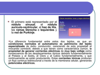 El primero está representado por el  nódulo sinusal , el  nódulo   auriculo-ventricular , el  haz de His , las  ramas Derecha  e  Izquierdas  y la  red de Purkinje .  La diferencia fundamental entre estos dos tejidos, es que en  condiciones   normales el automatismo es patrimonio del tejido especializado  de éxito- conducción, careciendo de esta propiedad el miocardio contráctil, debido a que tienen como característica común, l a propiedad de generar corrientes eléctricas  de  muy bajo voltaje  como consecuencia de los desplazamientos iónicos debidos fundamentalmente al Potasio y al Sodio ,  al Cloro y al Calcio fundamentalmente ,  y que continuamente se están produciendo. Estas  corrientes iónicas  producen un flujo continuo bidireccional a través de la membrana celular, generando  potenciales eléctricos . 