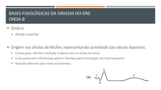  Onda b
 Ampla e positiva
 Origem nas células de Muller, representando actividade das células bipolares.
 Células gliais, não têm conecção sináptica com as células da retina
 O seu potencial é influenciado pelo K+ libertado pela estimulação dos fotorreceptores
 Resposta diferente para cones e bastonetes
BASES FISIOLÓGICAS DA ORIGEM DO ERG
ONDA B
 