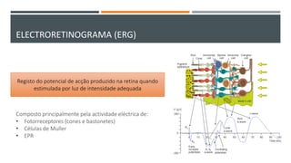 ELECTRORETINOGRAMA (ERG)
Registo do potencial de acção produzido na retina quando
estimulada por luz de intensidade adequada
Composto principalmente pela actividade eléctrica de:
• Fotorreceptores (cones e bastonetes)
• Células de Muller
• EPR
 