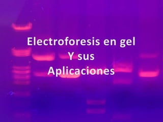 Electroforesis en gel Y sus  Aplicaciones  