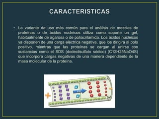 • La variante de uso más común para el análisis de mezclas de
  proteínas o de ácidos nucleicos utiliza como soporte un gel,
  habitualmente de agarosa o de poliacrilamida. Los ácidos nucleicos
  ya disponen de una carga eléctrica negativa, que los dirigirá al polo
  positivo, mientras que las proteínas se cargan al unirse con
  sustancias como el SDS (dodecilsulfato sódico) (C12H25NaO4S)
  que incorpora cargas negativas de una manera dependiente de la
  masa molecular de la proteína.
 