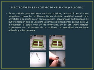 • Es un método para fraccionar mezclas proteicas, tal como lo es el suero
  sanguíneo, como las moléculas tienen distinta movilidad cuando son
  sometidas a la acción de un campo eléctrico, separándose en fracciones. El
  buffer o tampón que se use para la corrida es fundamental, porque de él va
  a depender la carga neta de las moléculas, de su pH. Otros factores
  importantes son el tamaño de la molécula, la intensidad de corriente
  utilizada y la temperatura.
 