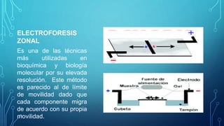 ELECTROFORESIS
ZONAL
Es una de las técnicas
más utilizadas en
bioquímica y biología
molecular por su elevada
resolución. Este método
es parecido al de límite
de movilidad dado que
cada componente migra
de acuerdo con su propia
movilidad.
 