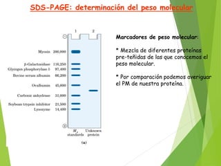 SDS-PAGE: determinación del peso molecular
Marcadores de peso molecular:
* Mezcla de diferentes proteínas
pre-teñidas de las que conocemos el
peso molecular.
* Por comparación podemos averiguar
el PM de nuestra proteína.
 
