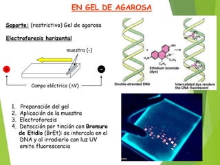 EN GEL DE AGAROSA
muestra (-)
+ -
Campo eléctrico (DV)
1. Preparación del gel
2. Aplicación de la muestra
3. Electroforesis
4. Detección por tinción con Bromuro
de Etidio (BrEt): se intercala en el
DNA y al irradiarlo con luz UV
emite fluorescencia
Electroforesis horizontal
Soporte: (restrictivo) Gel de agarosa
 