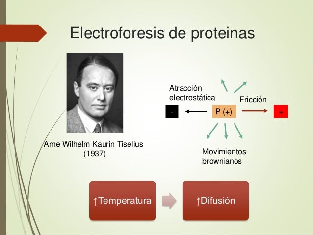 cadenas kappa policlonal electroforesis capilar cadenas kappa policlonal electroforesis capilar