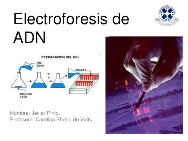 Electroforesis de ADN