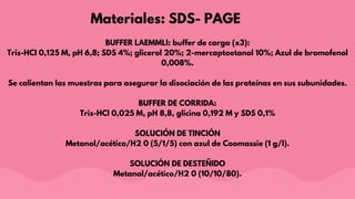 BUFFER LAEMMLI: buffer de carga (x3):
Tris-HCI 0,125 M, pH 6,8; SDS 4%; glicerol 20%; 2-mercaptoetanol 10%; Azul de bromofenol
0,008%.
Se calientan las muestras para asegurar la disociación de las proteínas en sus subunidades.
BUFFER DE CORRIDA:
Tris-HCl 0,025 M, pH 8,8, glicina 0,192 M y SDS 0,1%
SOLUCIÓN DE TINCIÓN
Metanol/acético/H2 0 (5/1/5) con azul de Coomassie (1 g/l).
SOLUCIÓN DE DESTEÑIDO
Metanol/acético/H2 0 (10/10/80).
Materiales: SDS- PAGE
 