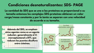 Condiciones desnaturalizantes: SDS- PAGE
La cantidad de SDS que se une a las proteínas es proporcional a su
tamaño entonces los complejos SDS-proteínas obtienen un valor
carga/masa constante y por lo tanto se separan con una velocidad
de acuerdo a su tamaño.
Además del SDS, se emplean
otros agentes como es un agente
reductor, generalmente el 2-
mercaptoetanol o DTT, que
reducen los puentes disulfuro
entre cisteínas.
 
