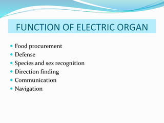 FUNCTION OF ELECTRIC ORGAN
Food procurement
Defense
Species and sex recognition
Direction finding
Communication
Navigation