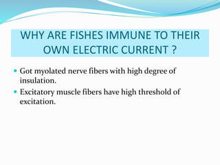 WHY ARE FISHES IMMUNE TO THEIR
OWN ELECTRIC CURRENT ?
Got myolated nerve fibers with high degree of
insulation.
Excitatory muscle fibers have high threshold of
excitation.