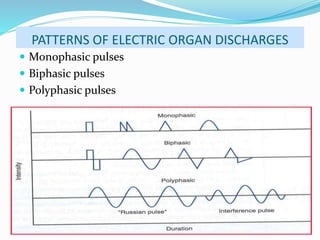 PATTERNS OF ELECTRIC ORGAN DISCHARGES
Monophasic pulses
Biphasic pulses
Polyphasic pulses