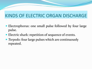 KINDS OF ELECTRIC ORGAN DISCHARGE
Electrophorus: one small pulse followed by four large
pulse.
Electric shark: repetition of sequence of events.
Torpedo: four large pulses which are continuously
repeated.