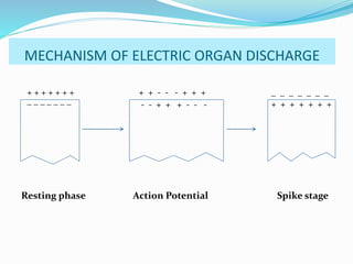 MECHANISM OF ELECTRIC ORGAN DISCHARGE
+ + + + + + +
_ _ _ _ _ _ _
+ + - - - + + +
- - + + + - - -
_ _ _ _ _ _ _
+ + + + + + +
Resting phase Action Potential Spike stage