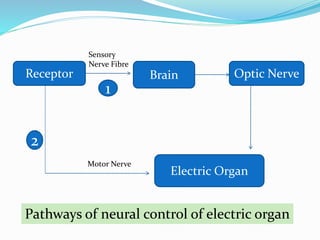 Receptor
Sensory
Nerve Fibre
Brain Optic Nerve
Electric Organ
Motor Nerve
1
2
Pathways of neural control of electric organ