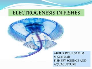 ELECTROGENESIS IN FISHES
ABDUR ROUF SAMIM
M.Sc.(Final)
FISHERY SCIENCE AND
AQUACULTURE
 