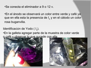 •Se conecta el eliminador a 9 o 12 v.

 •En el ánodo se observará un color entre verde y café ya
 que en ella esta la presencia de I2 y en el cátodo un color
 rosa buganvilia.

Identificación de Yodo ( I2).
•En la galleta agregar parte de la muestra de color verde
o café y observar lo que sucede con ella
 